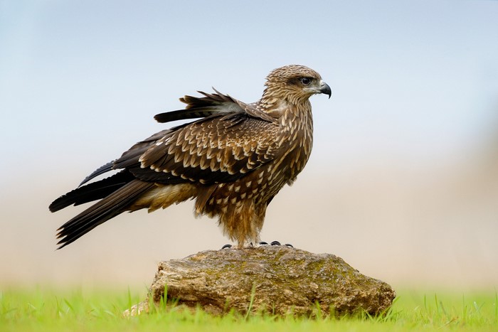 Black kite bird perched on a rock