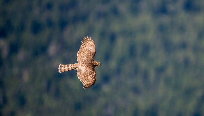 Hawk in flight over a forest
