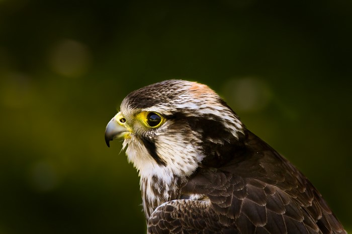 Close-up of a hawk's head and beak
