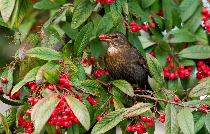 Female blackbird eating berries from a tree