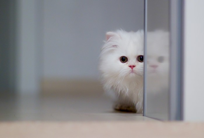 Fluffy white kitten peeking from behind a reflective surface