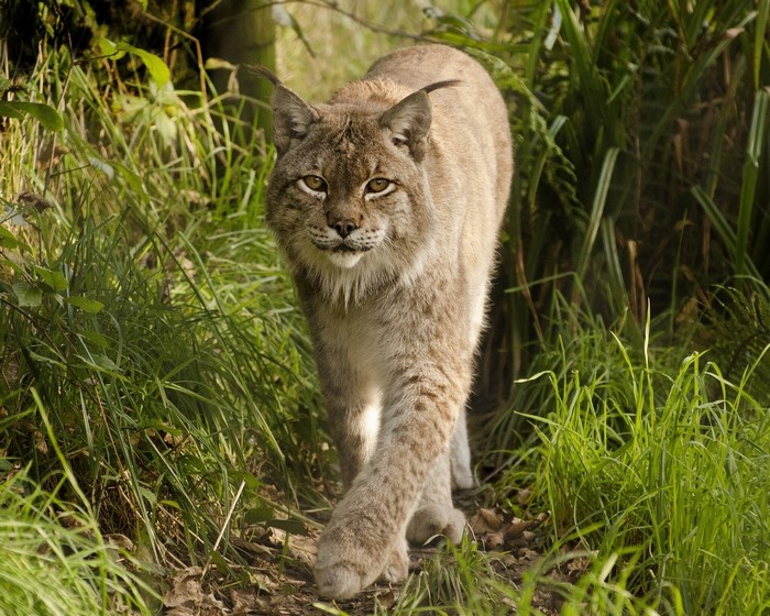 Lynx walking through tall green grass