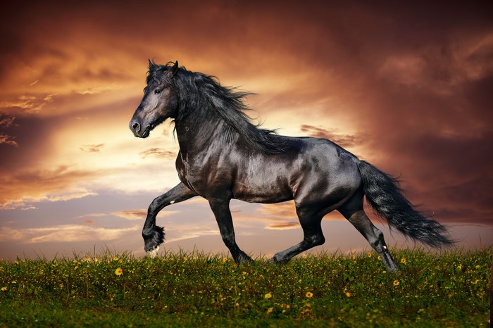 Black horse running in a field at sunset