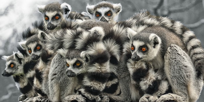 A group of ring-tailed lemurs huddled together