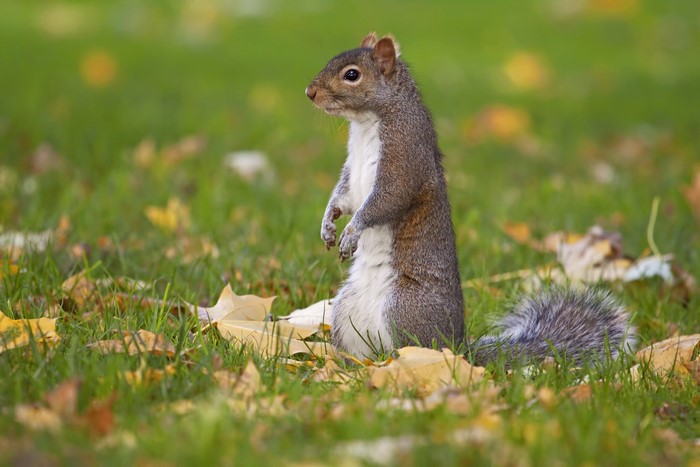 Squirrel standing in grass with fallen leaves