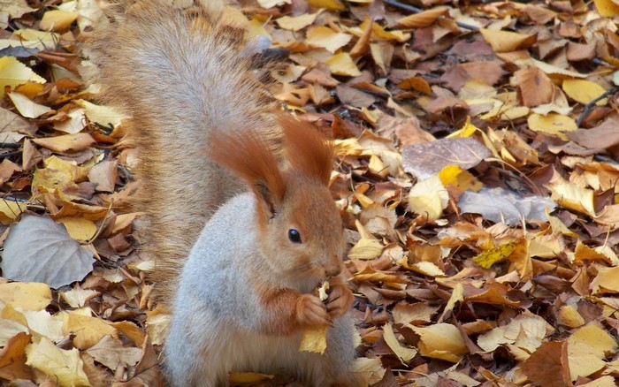 Squirrel eating in autumn foliage