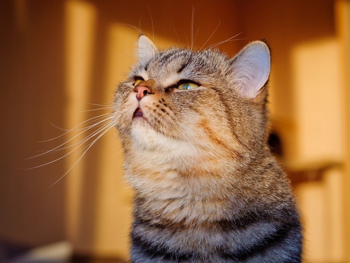 Close-up of a tabby cat looking up