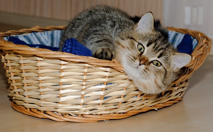 Tabby cat in a wicker basket