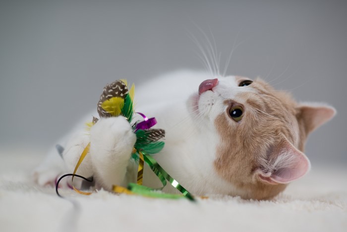 Cat playing with a feather toy