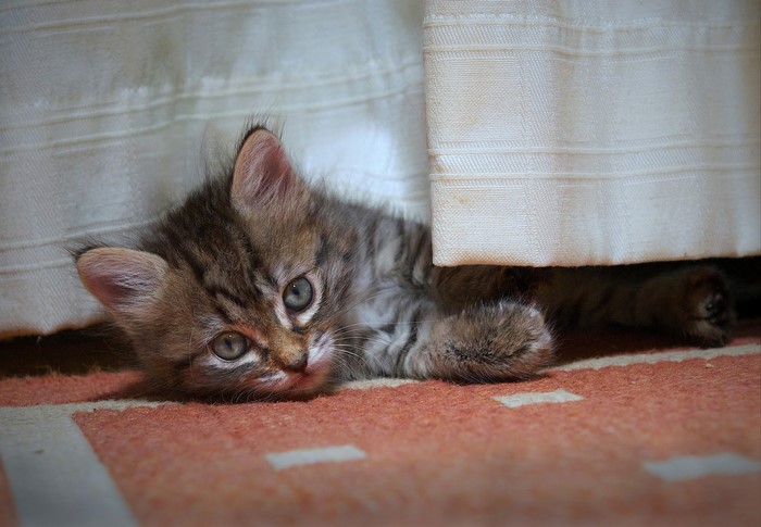 Kitten peeking from behind a curtain