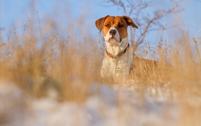 American Staffordshire Terrier in tall grass