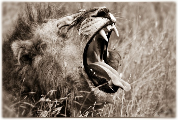 Close-up of a lion yawning with its mouth wide open