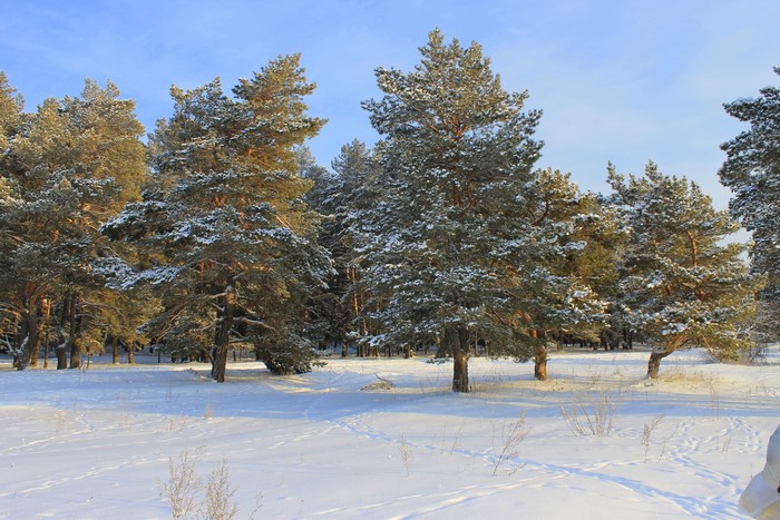 Snowy pine forest in winter sunlight
