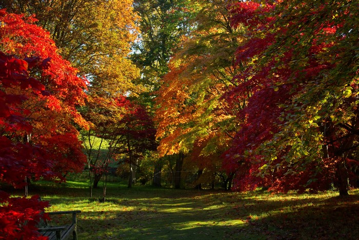 Autumn park with colorful maple trees and a bench
