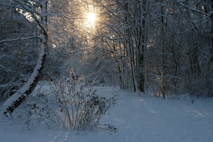 Snowy forest path with sunbeams