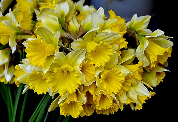 A bouquet of yellow and white daffodils