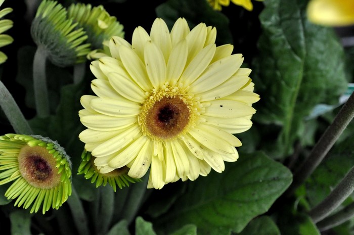 Yellow Gerbera Daisies with Green Buds