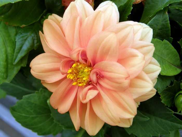 Peach Dahlia flower with green leaves
