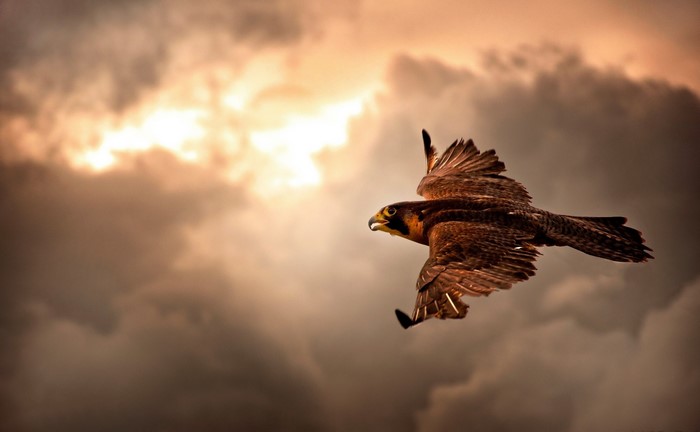 A falcon in flight against a cloudy sky