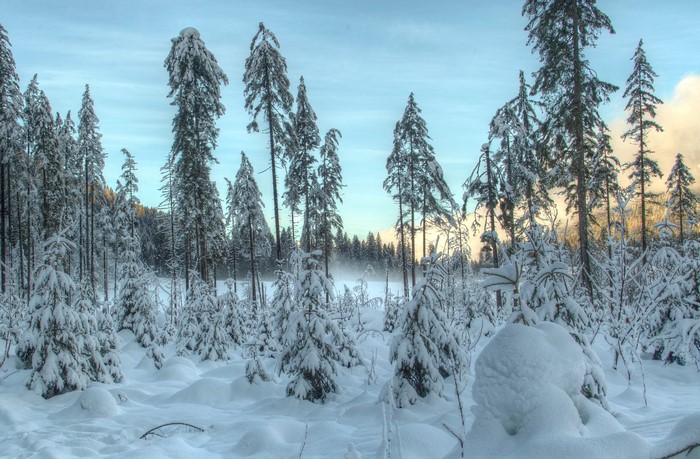 Snowy forest with tall pine trees under a pale blue sky