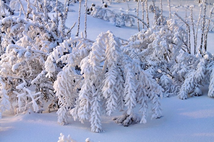 Snow-covered branches in a winter forest