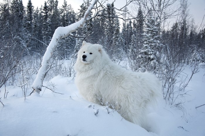 White Samoyed dog in a snowy forest