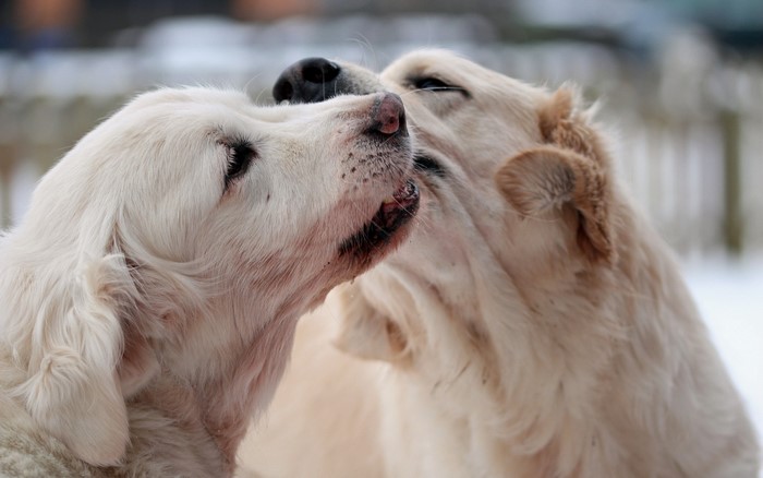 Two golden retrievers interacting outdoors