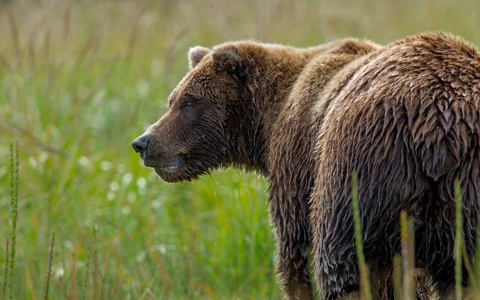 Brown bear with wet fur in a grassy field