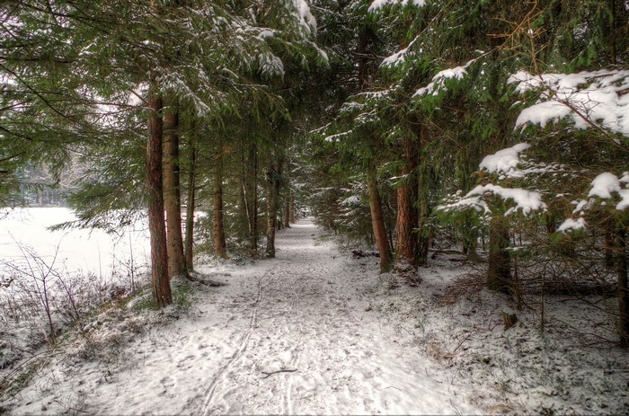 Snowy forest trail with pine trees