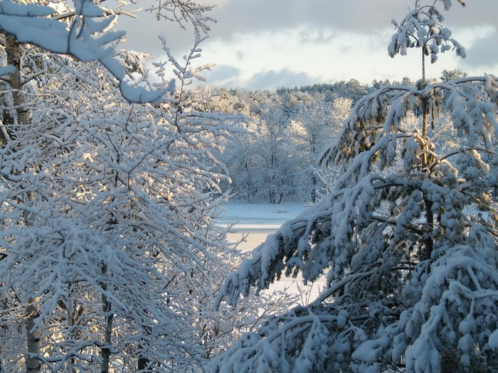 Snow-covered trees in a winter forest
