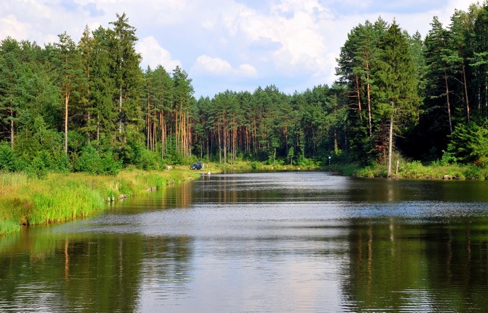 River flowing through a pine forest