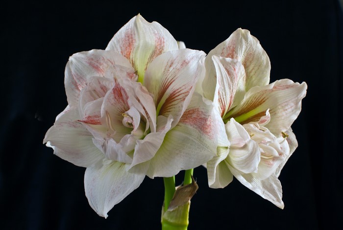 White Amaryllis flowers with red streaks