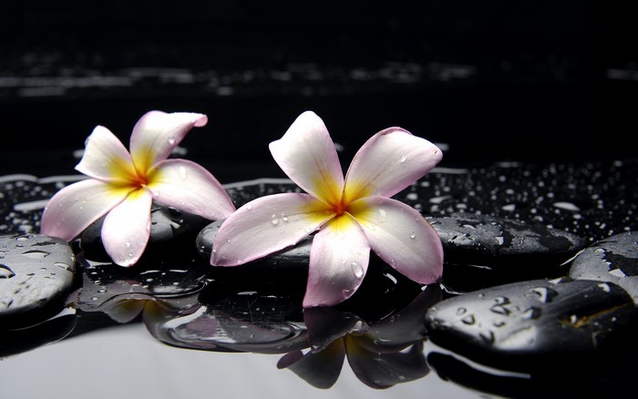 Plumeria flowers on wet black stones