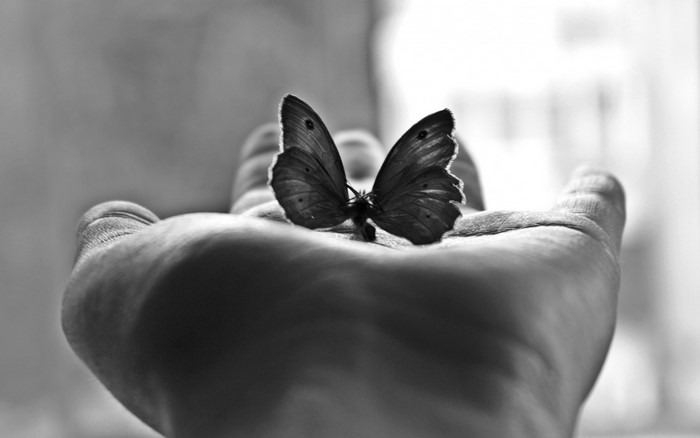 Butterfly resting on a hand