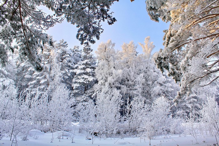 Snow-covered trees in a winter forest