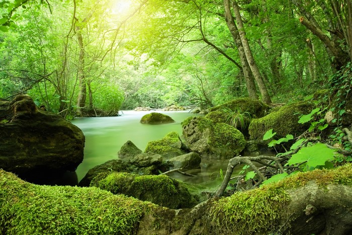 Mossy rocks and river in a sunlit forest