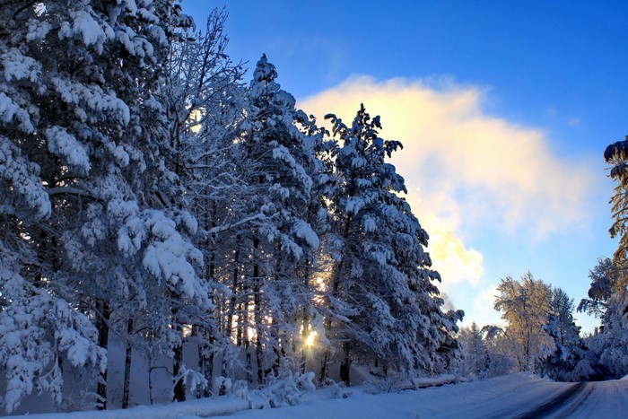 Snow covered trees along a winter road