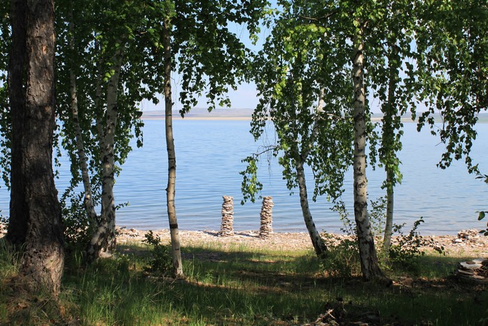 Lake and Birch Trees