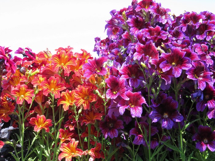 Red and purple Salpiglossis flowers