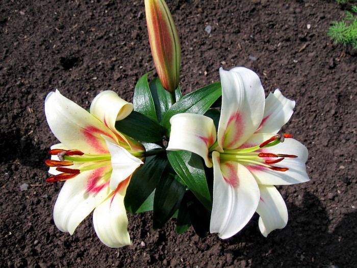 Two white lilies with pink accents and a bud