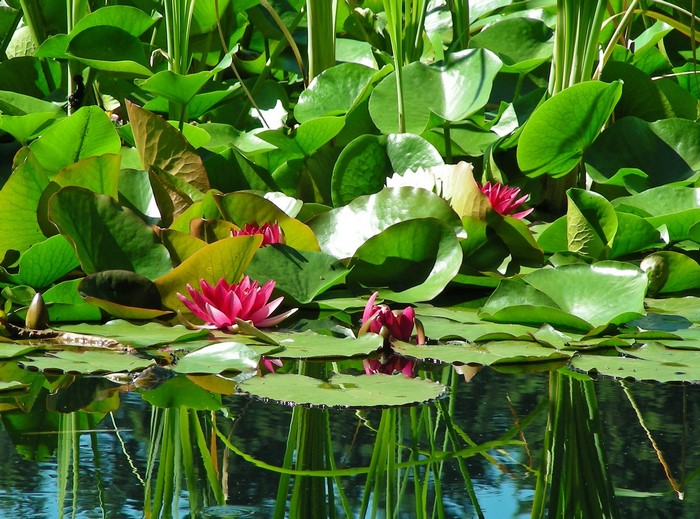 Pink water lilies and green lily pads on a pond