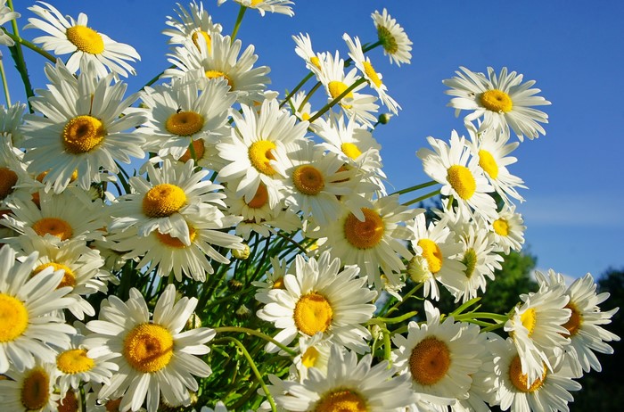 A bouquet of white daisies against a blue sky