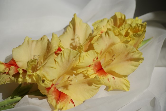 Yellow Gladioluses