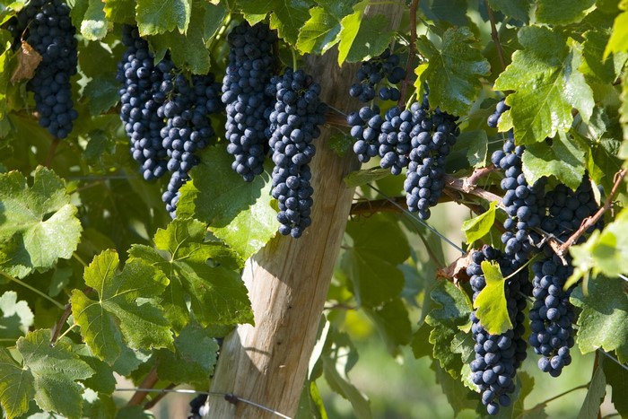 Bunches of dark grapes hanging from a vine
