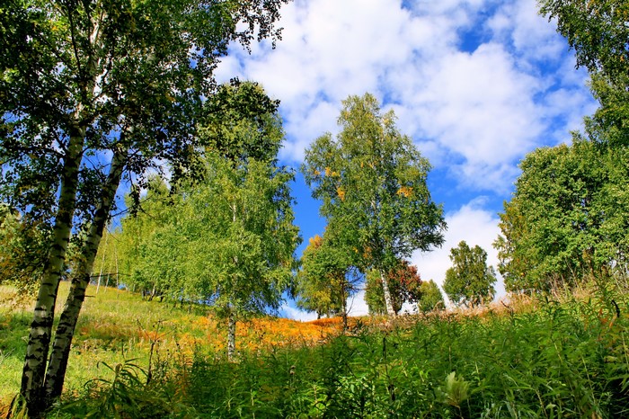 Birch trees on a grassy hill under a blue sky