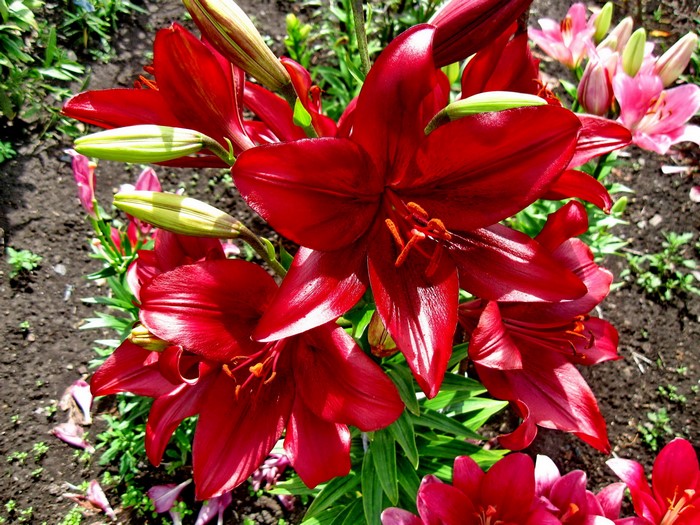 Close-up of deep red lilies with green buds