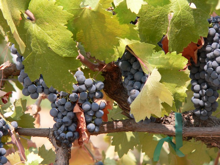 Bunches of dark grapes on a vine with green leaves
