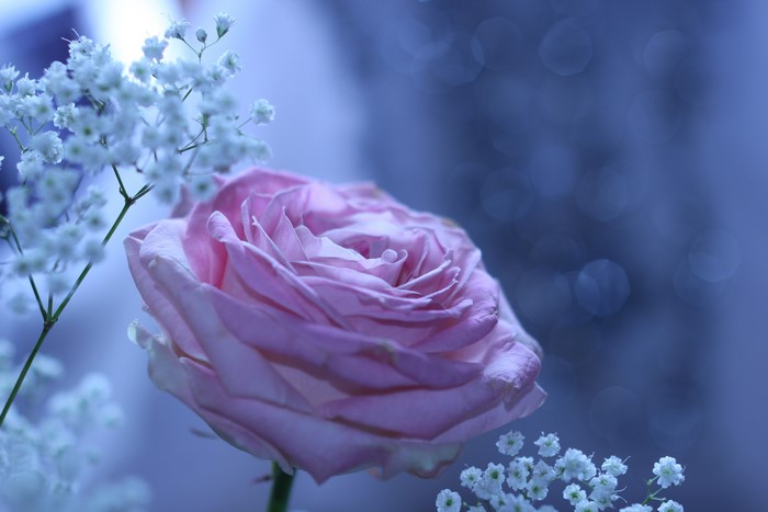 Pink rose with baby's breath flowers