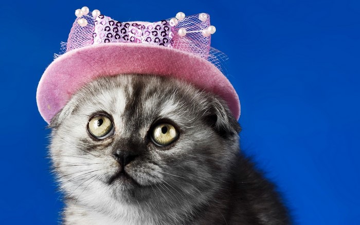 Kitten wearing a pink hat with sequins