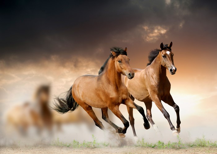 Horses running in a dusty field